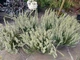 Вереск обыкновенный «Бетти». (Calluna vulgaris Garden girls® Betty) - изображение 4