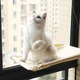 Підвісна лежанка на вікно для кота Sunny Window Seat Cat Bed - зображення 2