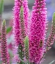 Вероніка "Lancita Pink" Цветочная рассада, многолетние садовые цветы - изображение 3