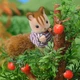 Набор Sylvanian Families 4172 Семья ореховых белок, 4172 - изображение 7
