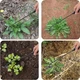 Двусторонняя зубчатая сапа для сада и огорода RackePlants, 41 см - изображение 2