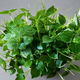Семена Пеперомия прозрачная, Peperomia pellucida 10 шт/уп - изображение 5