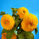 Семена Подсолнечник карликовый декоративный Dwarf Double Yellow 5 шт/уп - изображение 2
