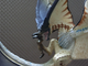 Фигурка Легиана (Legiana) Monster Hunter 12 см - Коллекционная модель летающего монстра - изображение 7