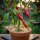 Насіння Перець гострий Халапеньйо Biracema, Capsicum annuum 5 шт/уп - зображення 1