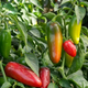 Насіння Перець гострий Jalapeño M, Capsicum annuum 5 шт/уп - зображення 2