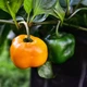 Семена Перец острый Рокото Гельбе Ризен, Capsicum pubescens 5 шт/уп - изображение 3