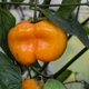 Семена Перец острый Рокото Гельбе Ризен, Capsicum pubescens 5 шт/уп - изображение 4