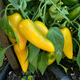 Насіння Перець гострий Халапеньйо Yellow, Capsicum annuum 5 шт/уп - зображення 2