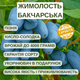 Саженцы жимолости съедобной Бакчарская - поздняя, крупноплодная, урожайная - изображение 2