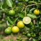 Саджанці Лайму Звичайного (Calx Aurantiifolia) - зображення 2