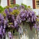 Саженцы Глицинии Аметист (Wisteria chinensis Amethyst) - изображение 4