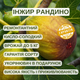Саженцы инжира Рандино (Randino) - ремонтантный, самоплодный, крупноплодный - изображение 4