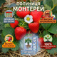 Саженцы клубники (рассада) Монтерей (Monterey) ремонтантная - изображение 5