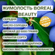 Саджанці жимолості їстівної BOREAL BEAUTY (Північна Красуня) - середня, крупноплідна, десертна - зображення 2