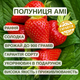 Саджанці полуниці (розсада) Амі (Amy) рання - зображення 5
