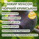 Саженцы инжира Муасон чёрный Крымский (Crimean Mouason) - самоплодный, ремонтантный, крупноплодный - изображение 4