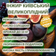 Саженцы инжира Киевский крупноплодный (large-fruited) - ремонтантный, самоплодный, крупноплодный - изображение 3