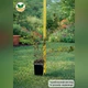 Саджанці Перстачу Танжерін (Potentilla fruticosa Tangerine) Р9 - зображення 4
