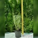 Саженцы Лаванды узколистной Хидкот (Lavandula angustifolia Hidcote) Р9 - изображение 5