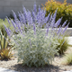 Саджанці Перовскії лебедолистної Блю Спайр (Perovskia atriplicifolia Blue Spire) Р9 - зображення 7
