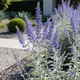 Саджанці Перовскії лебедолистної Блю Спайр (Perovskia atriplicifolia Blue Spire) Р9 - зображення 8