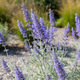 Саджанці Перовскії лебедолистної Блю Спайр (Perovskia atriplicifolia Blue Spire) Р9 - зображення 9