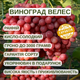 Саджанці Винограду Кишмиш Велес - дуже ранній, великоплідний, зимостійкий - зображення 4