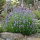 Саженцы Лаванды Английской узколистной (Lavandula angustifolia, L. officinalis) Р9 - изображение 1