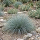 Саджанці Костриці Сизої (Festuca cinerea) Р9 - зображення 2