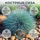 Саджанці Костриці Сизої (Festuca cinerea) Р9 - зображення 7