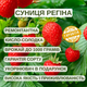 Саджанці суниці (розсада) Регіна - дуже рання, крупноплідна, врожайна - зображення 7
