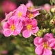 Саджанці Перстачу Пінк Парадайз (Potentilla fruticosa Pink Paradise) Р9 - зображення 1