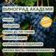 Саджанці Винограду Академік - раннього терміну, великоплідний, морозостійкий - зображення 4