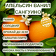 Саженцы апельсина Ванил Сангуино (Citrus Vainiglia Sanguigno) - ранний, комнатный, скороплодный - изображение 4