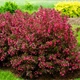 Саджанці Вейгели квітучої Олександра (Weigela florida Alexandra) Р9 - зображення 6