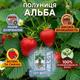 Саджанці полуниці (розсада) Альба (Alba) - дуже рання, крупноплідна, врожайна - зображення 5