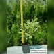 Саджанці Дерена білого Елегантісіма (Cornus alba Elegantissima) Р9 - зображення 4