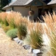 Саженцы Вейника остроцветкового Карл Форстер (Calamagrostis acutiflora Karl Foerster) Р9 - изображение 3