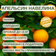 Саженцы апельсина Навелина (Navelina) - ранний, комнатный, скороплодный - изображение 4