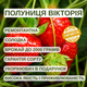 Саженцы клубники (рассада) Виктория - ремонтантная, урожайная, транспортабельная (в кассете) - изображение 4