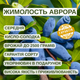 Саджанці жимолості їстівної Аврора - середня, урожайна, посухостійка (3-х річка) С1.5 - зображення 3