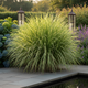 Саженцы Мискантуса китайского Зебринус (Miscanthus sinensis Zebrinus) - изображение 1