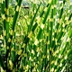 Саженцы Мискантуса китайского Зебринус (Miscanthus sinensis Zebrinus) - изображение 2