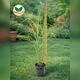 Саженцы Мискантуса китайского Зебринус (Miscanthus sinensis Zebrinus) - изображение 5
