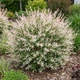 Саженцы Ивы цельнолистной японской Хакуро Нишики (Salix integra Hakuro Nishiki) Р9 - изображение 1