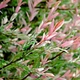 Саженцы Ивы цельнолистной японской Хакуро Нишики (Salix integra Hakuro Nishiki) Р9 - изображение 3
