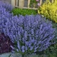Саженцы Котовника Фассени Пурсиан Блю (Nepeta faassenii Pursian Blue) Р9 - изображение 2