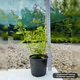 Саженцы Котовника Фассени Пурсиан Блю (Nepeta faassenii Pursian Blue) Р9 - изображение 3