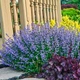 Саженцы Котовника Фассени Пурсиан Блю (Nepeta faassenii Pursian Blue) Р9 - изображение 6